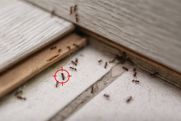 Best Pest Prevention Services  in Hasbrouck Heights, NJ