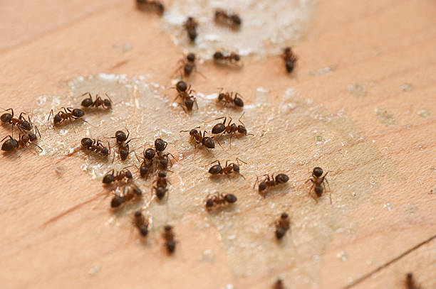 Best Emergency Pest Control  in Hasbrouck Heights, NJ